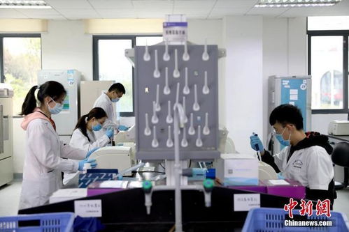 打卡介苗能否減少新冠肺炎感染風險？專家回應與技術開發進展